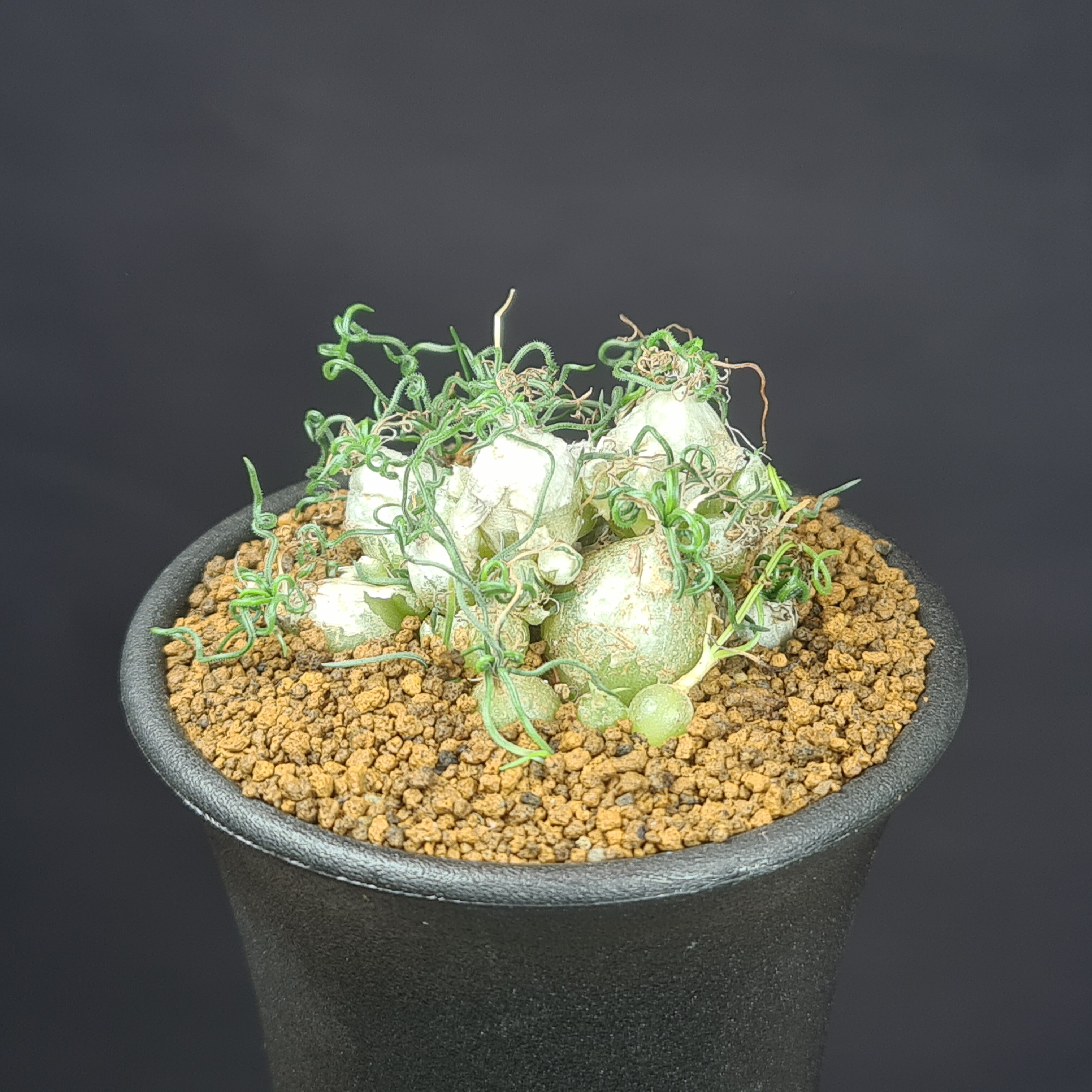 楽天市場】マミラリア・デュエイ 9cm鉢 カクタス長田 サボテン科 仔