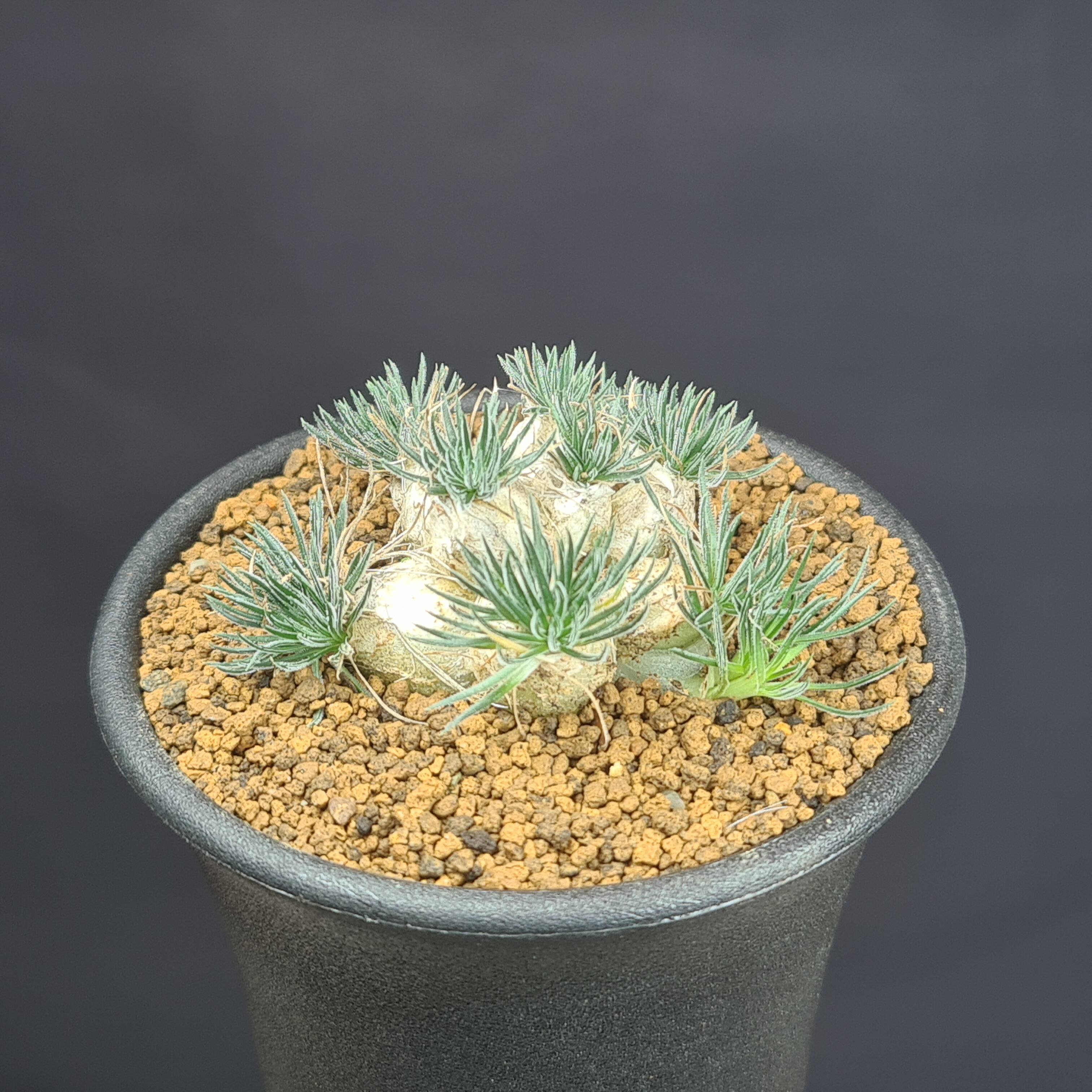 楽天市場】ペラルゴニウム・トリステ (実生) 7.5cm鉢 カクタス長田