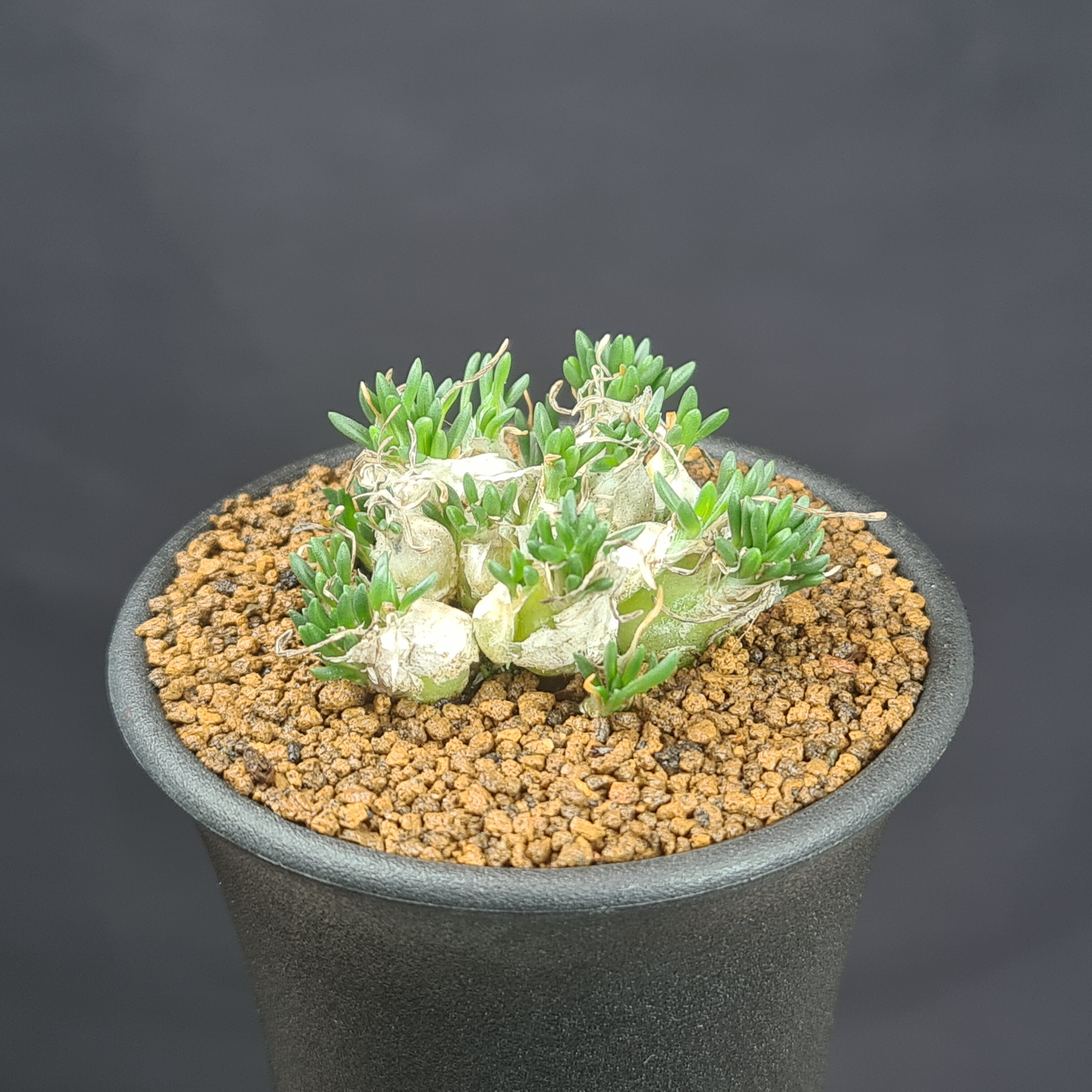 楽天市場】オトンナ・レピドカウリス 7.5cm鉢 カクタス長田 キク科