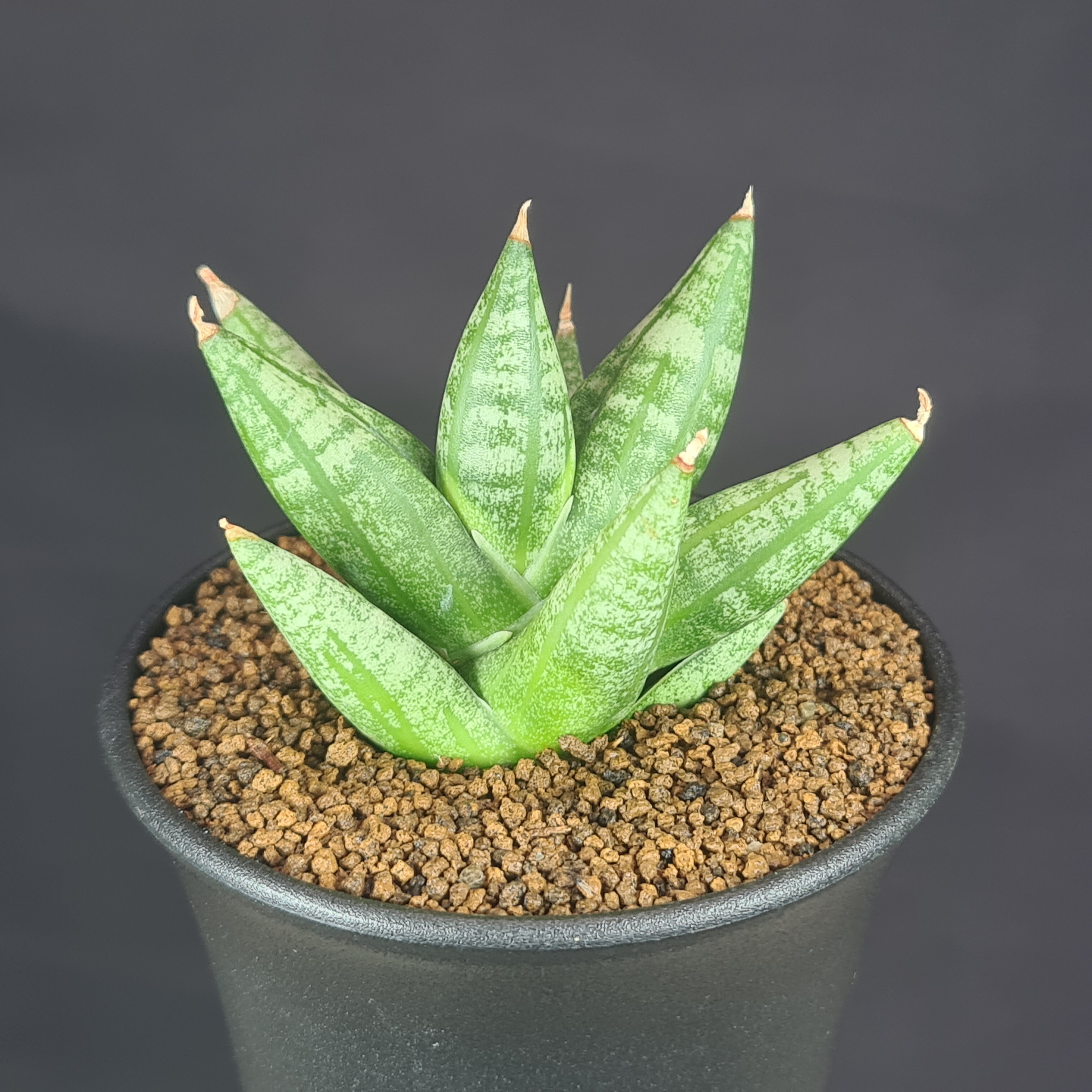 楽天市場】サンセベリア・ヘッジホッグ 9cm鉢 キジカクシ科 多肉