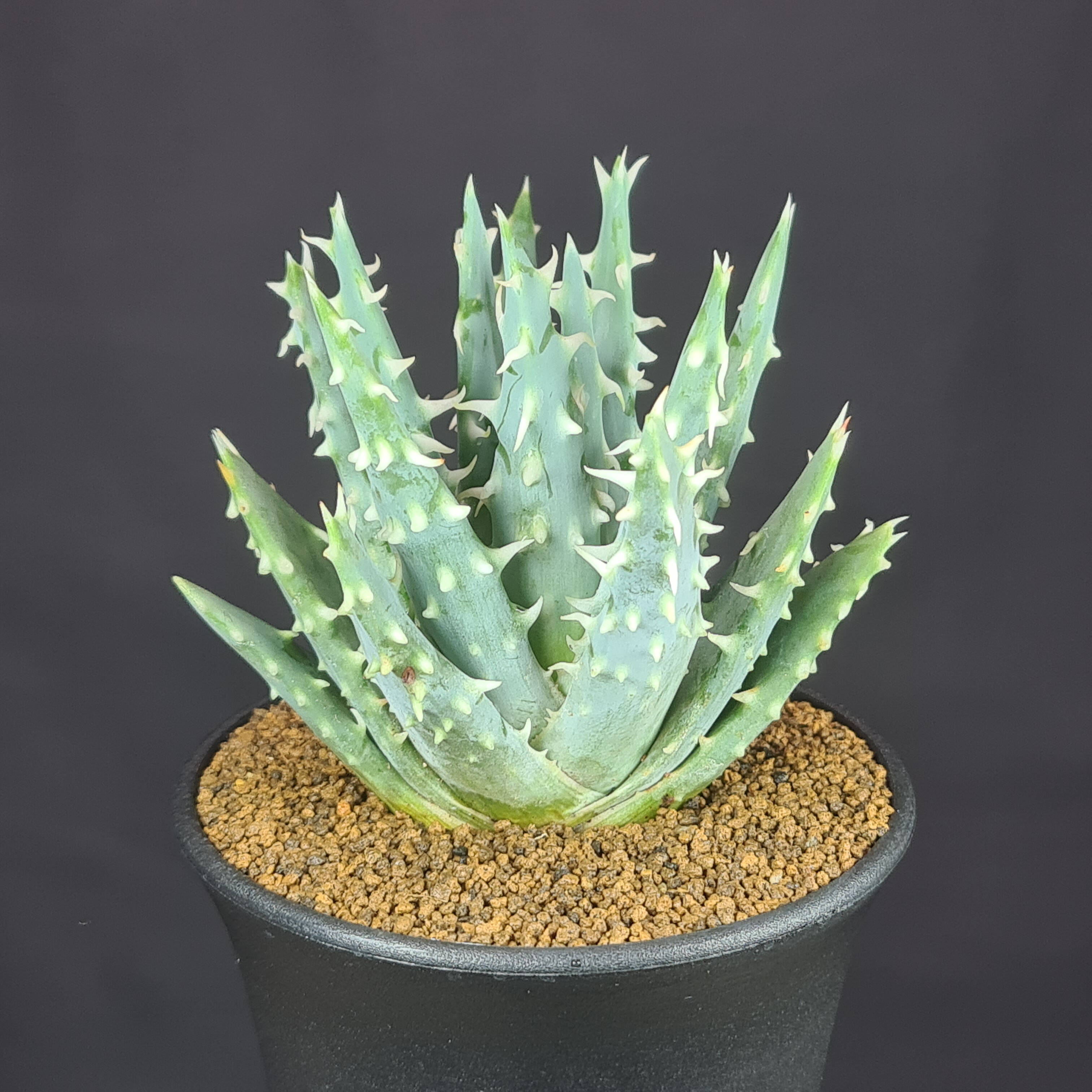 アロエ・ポリフィラ 9cm鉢 □カクタス長田