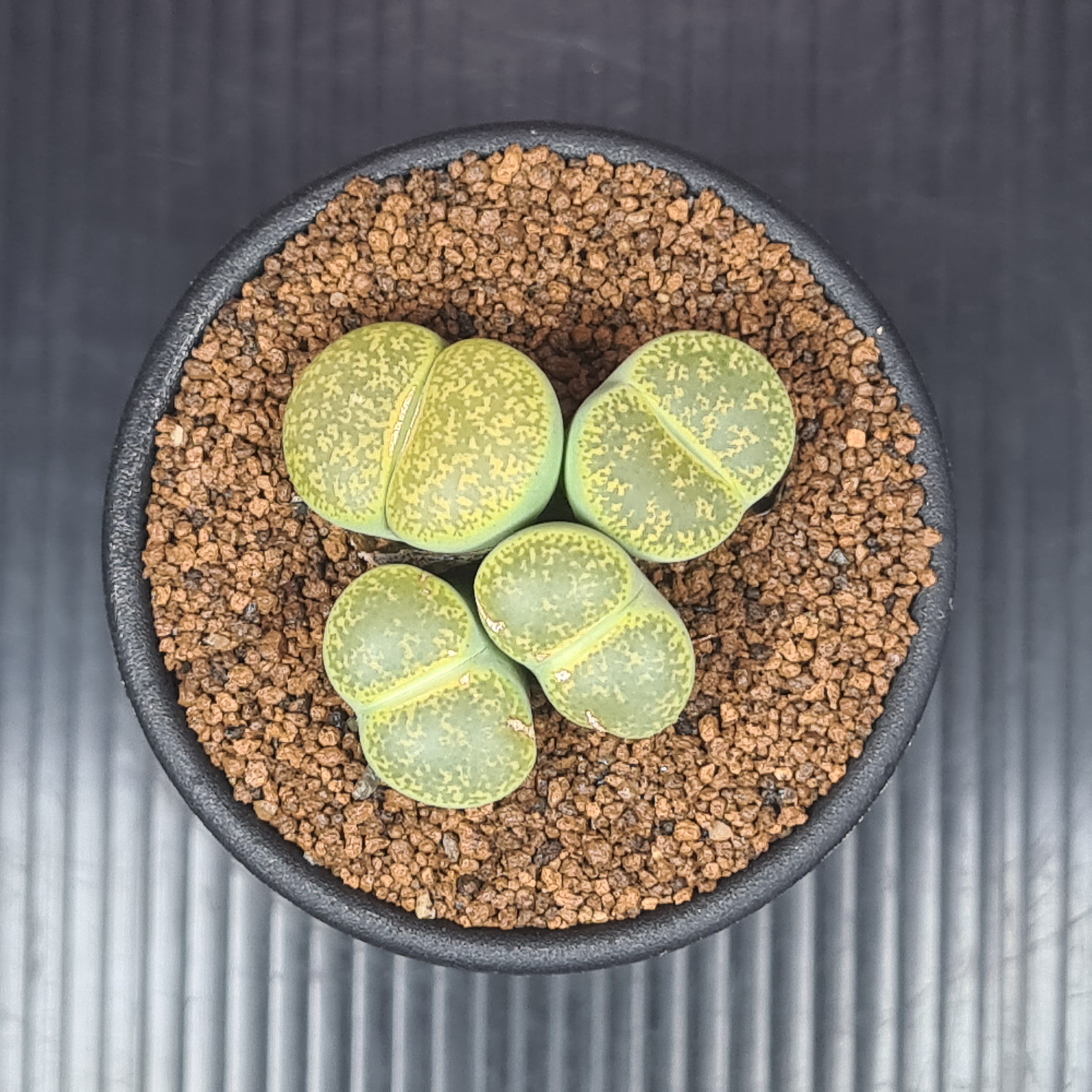 楽天市場】リトープス・バッカス 7.5cm鉢 カクタス長田 ハマミズナ科