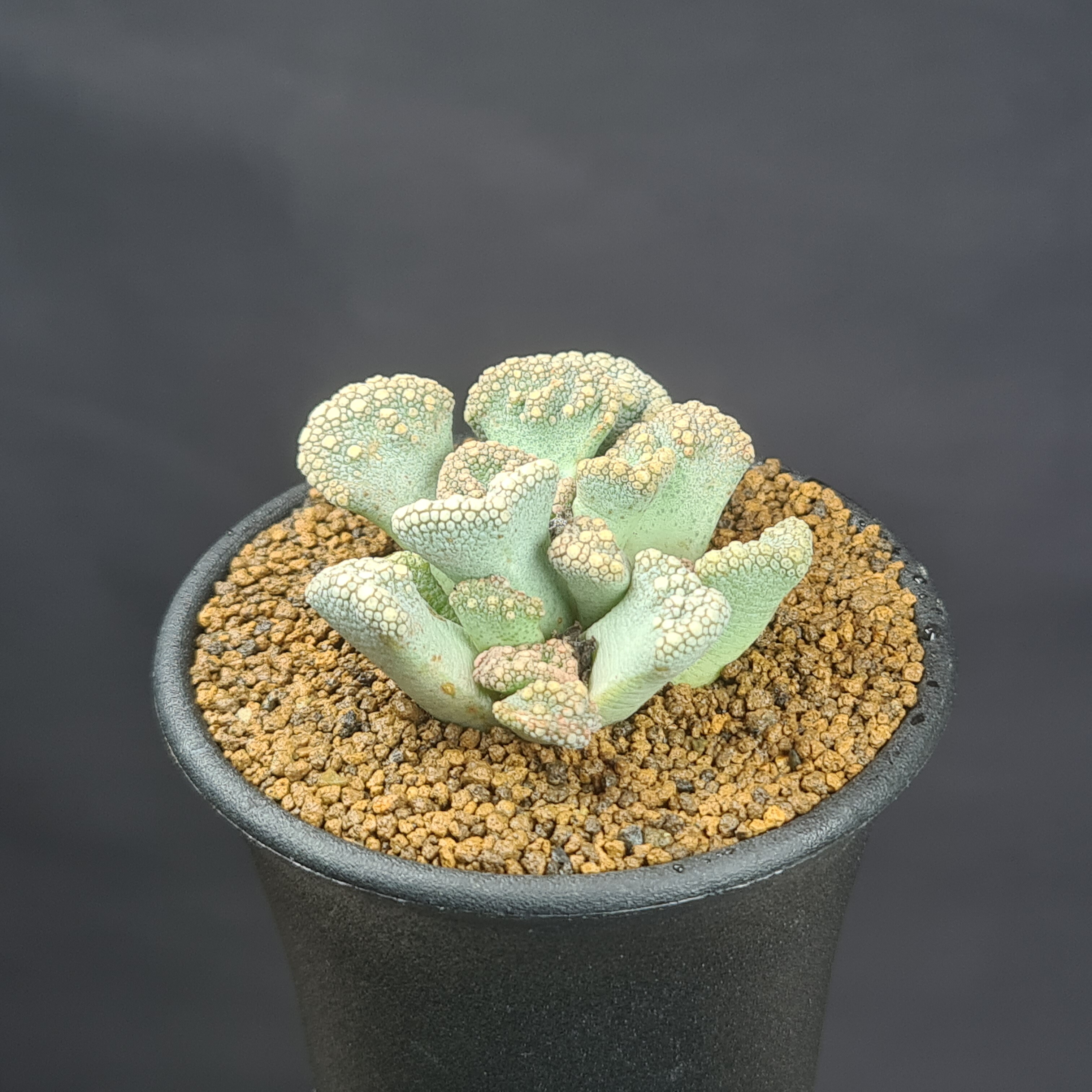 専用❤️速達付き同梱-400円コノフィツム　ウィッテベルゲンセ 鉢のまま 専用❤️速達付き同梱-400円コノフィツム ウィッテベルゲンセ 鉢のまま