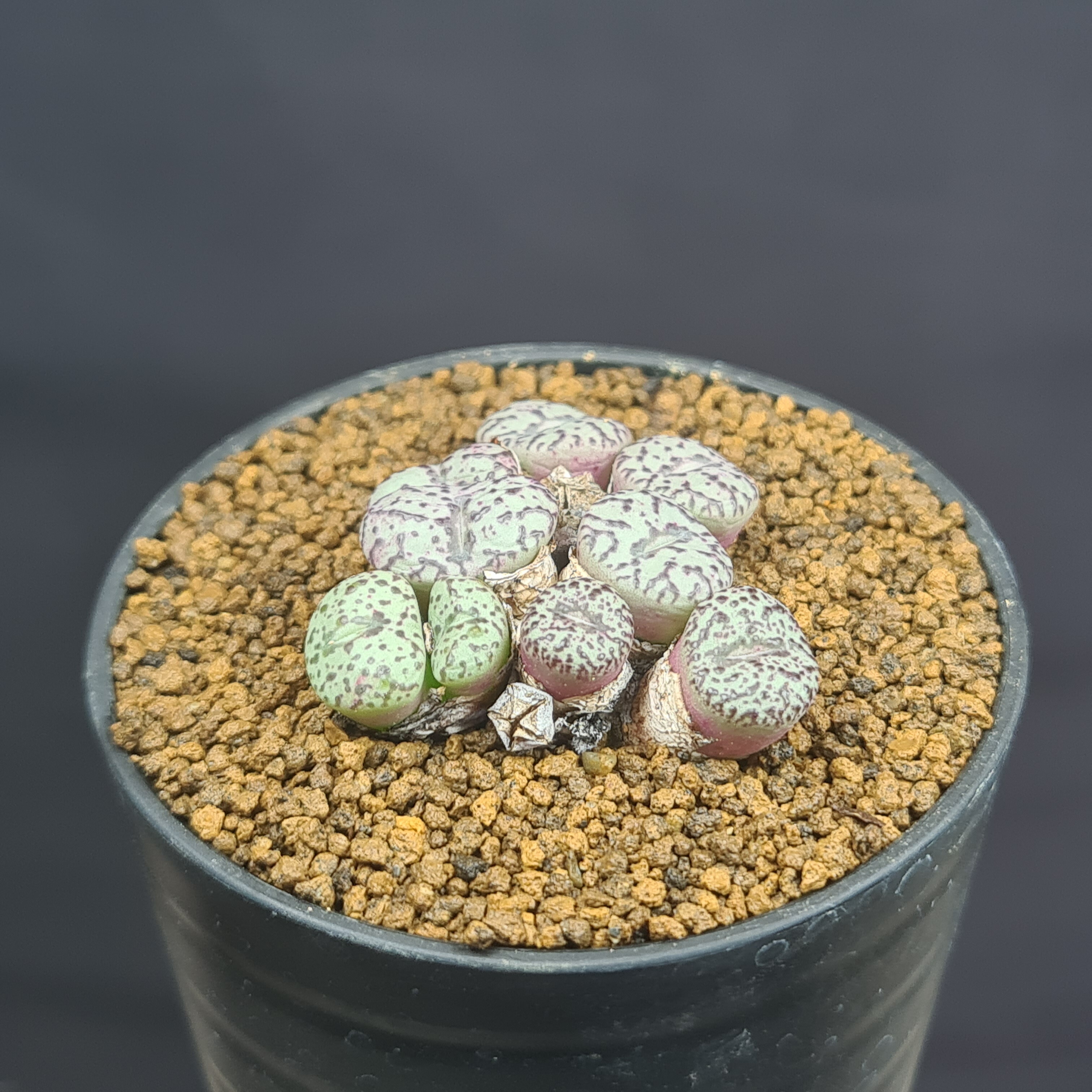 楽天市場】多肉植物 コノフィツム ミニマム ウィッテベルゲンセ