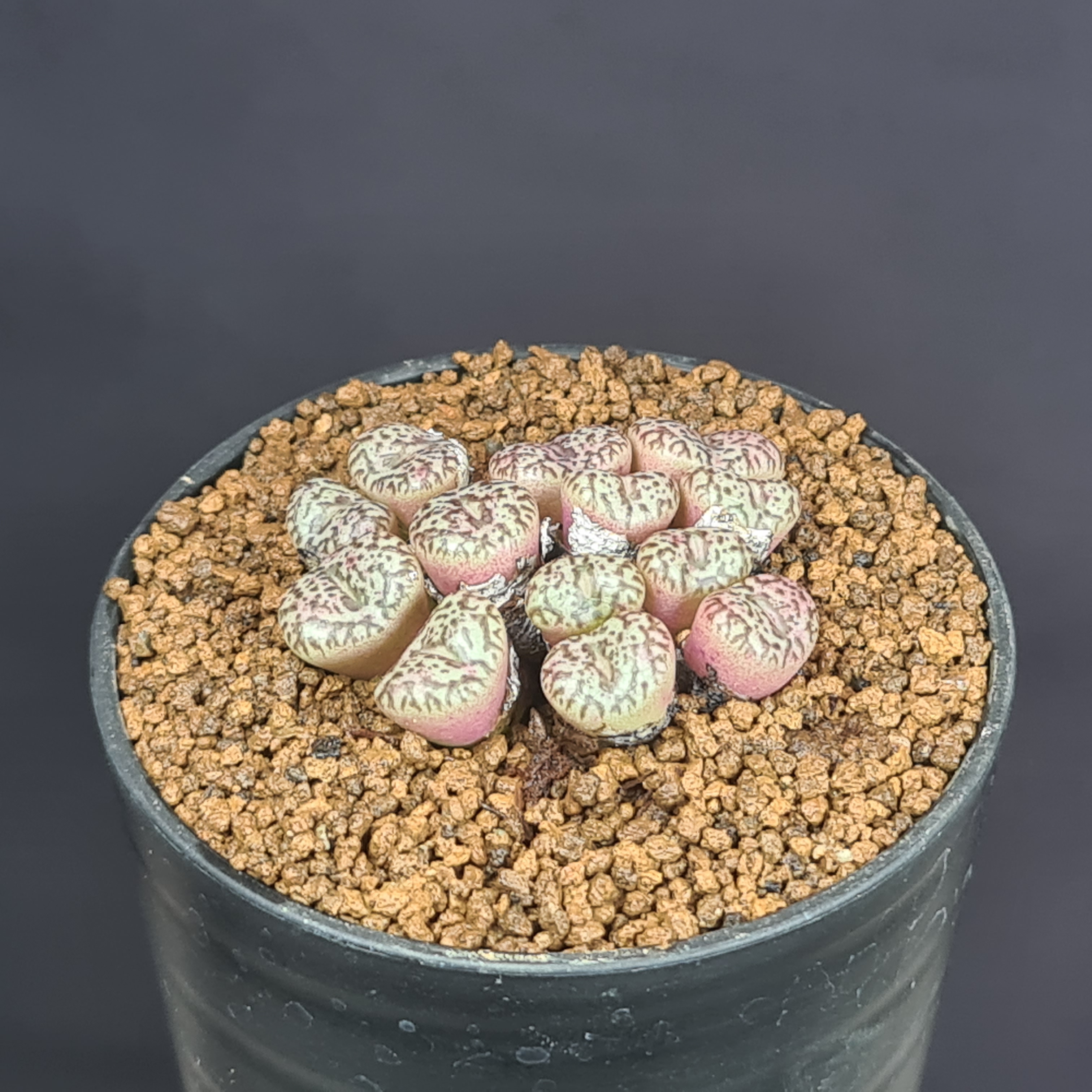 楽天市場】コノフィツム・赤ペルシダム 7.5cm鉢 カクタス長田