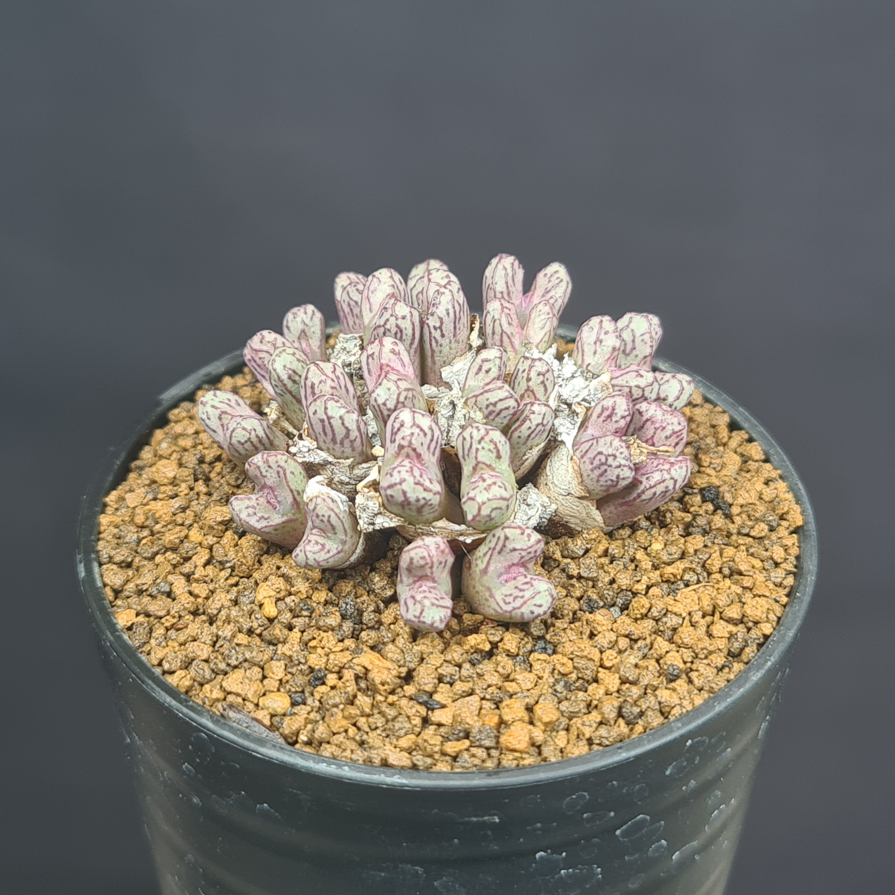 (発芽確認済み)コノフィツム　ペルシダム系　108種類セット　10粒ずつ 発芽確認済み)コノフィツム ペルシダム系 108種類セット 10粒ずつ 発芽