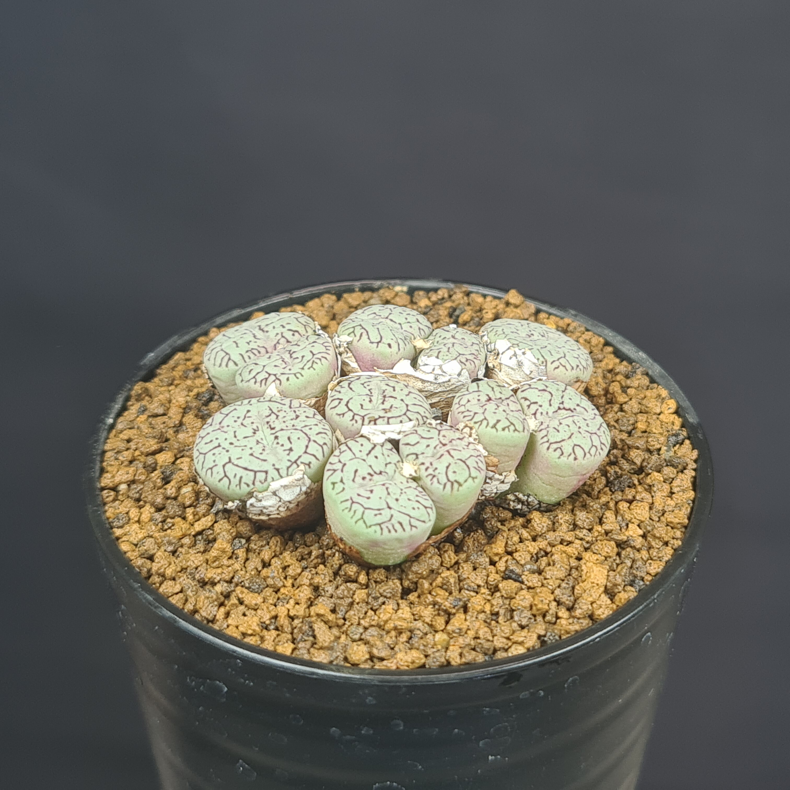 楽天市場】コノフィツム・赤ペルシダム 7.5cm鉢 カクタス長田