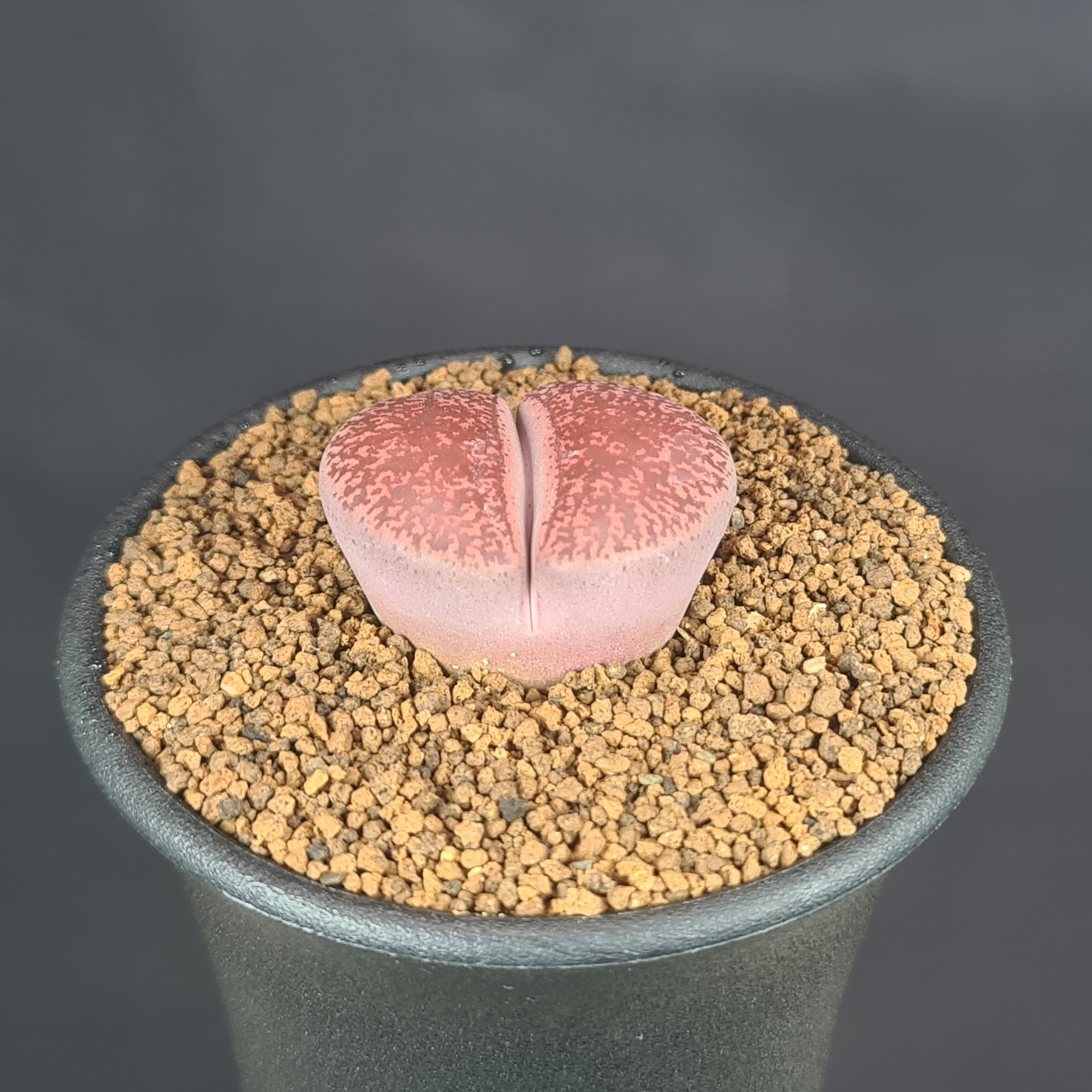 楽天市場】リトープス・バッカス 7.5cm鉢 カクタス長田 ハマミズナ科