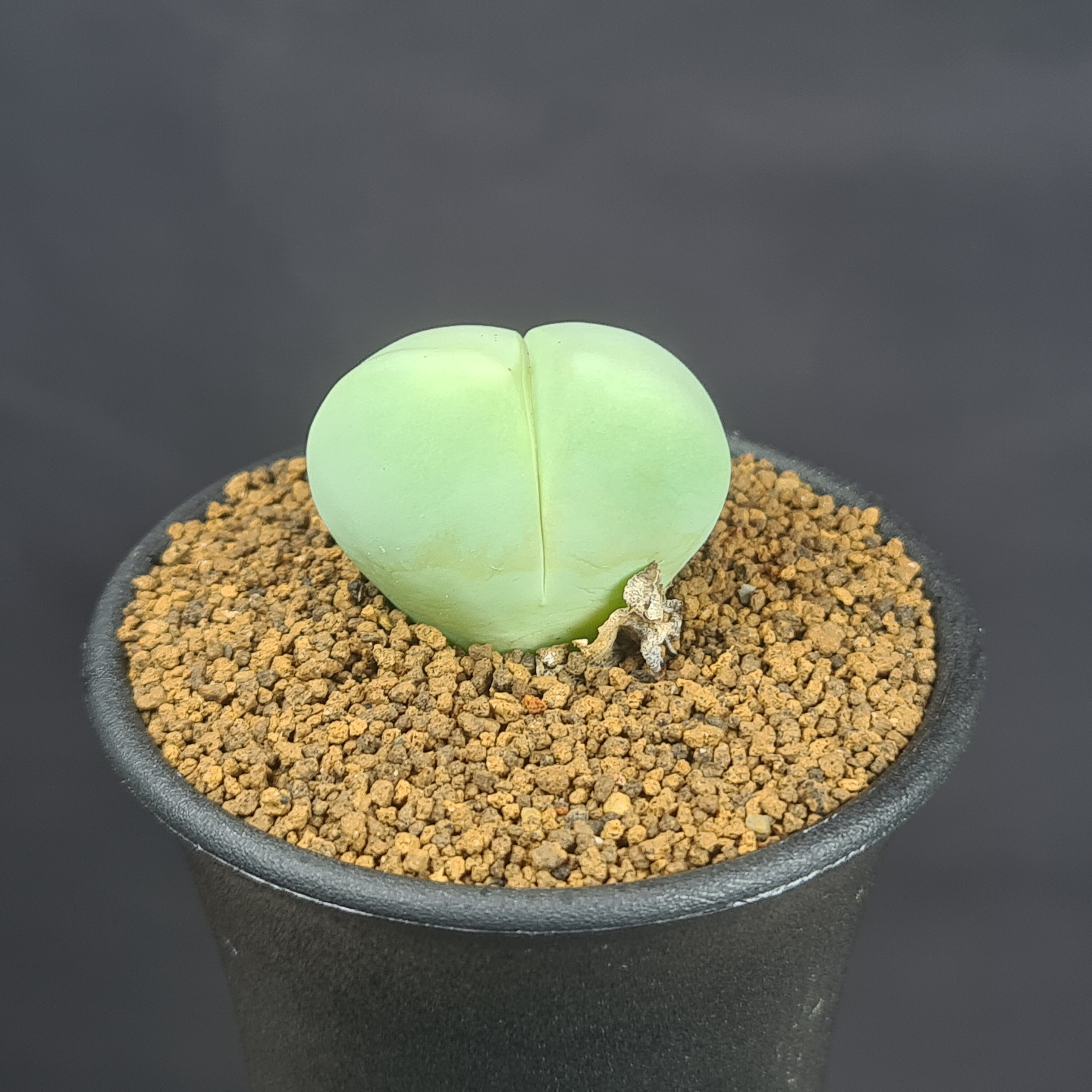 楽天市場】リトープス・バッカス 7.5cm鉢 カクタス長田 ハマミズナ科