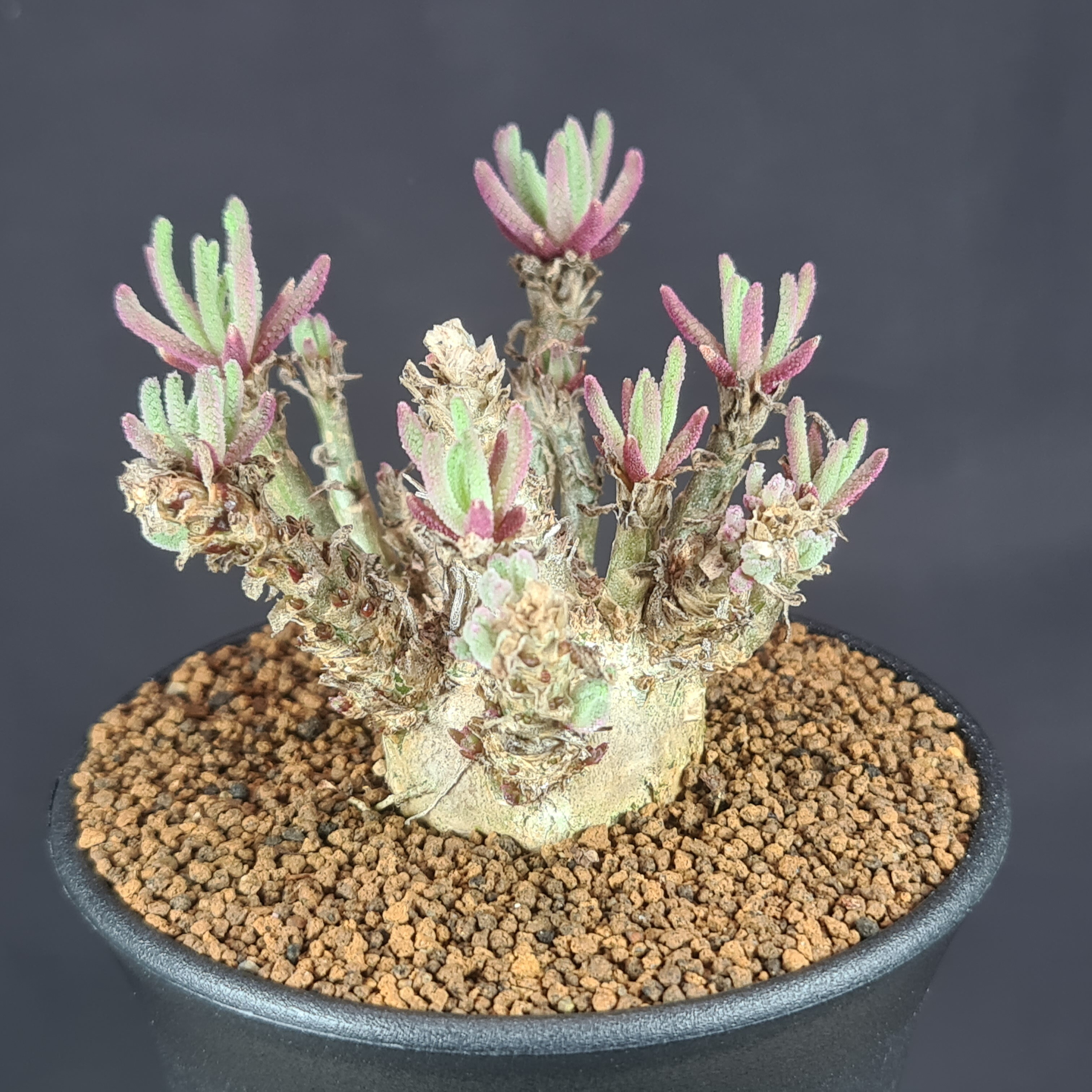 オトンナ　レピドカウリス　塊根植物　多肉植物　コーデックス 楽天市場】オトンナ・レピドカウリス 7.5cm鉢 カクタス長田 キク科