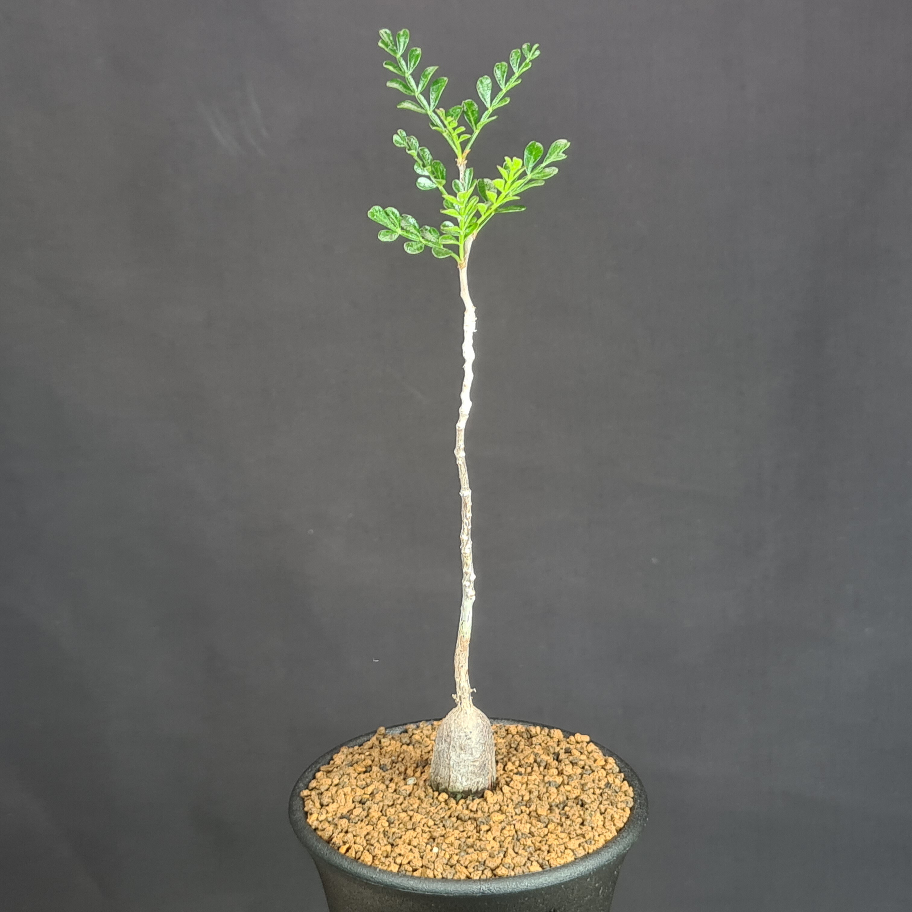 ドルステニア・ギガス 9cm鉢 □カクタス長田