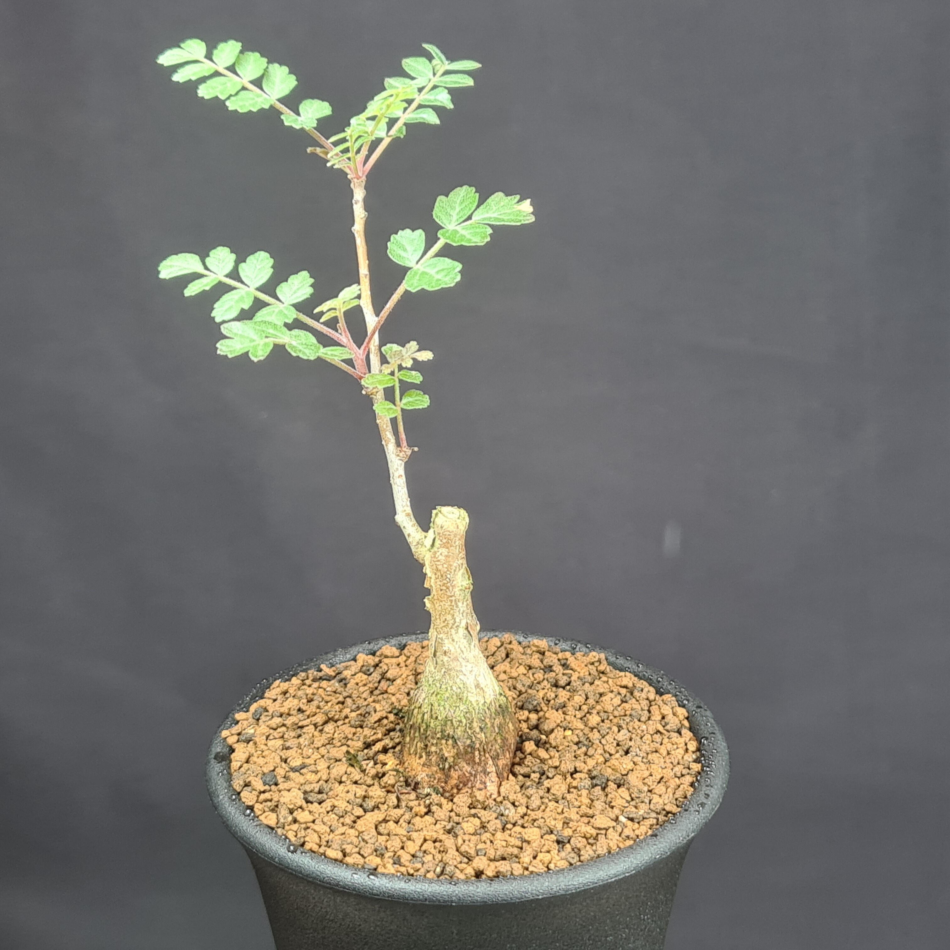 楽天市場】多肉植物 caコーデックス パキコルムス ディスカラー 象の木