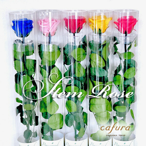 楽天市場 プリザーブドフラワー 一輪のバラ 枯れない花 誕生日 一本薔薇 プレゼント プロポーズ 記念日 卒業 バレンタイン おしゃれ 卒園式 ギフト バラ 花 卒業祝い 先輩 部活 送別 合格 式 先生 プレゼント プチギフト 送別会 卒業記念品 入学 入社 異動 退職