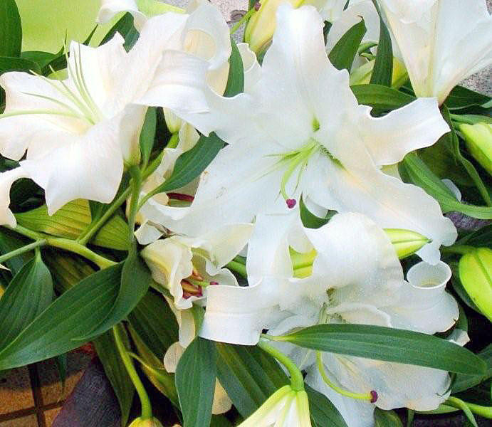 楽天市場 バレンタインデー 母の日 カサブランカ 花束 本数8本または40輪以上 カサブランカの8本の花束 フラワーギフト ユリ ギフト 贈り物 プレゼント お祝い 卒業祝 バレンタインデー 母の日 フラワーショップ カレラ