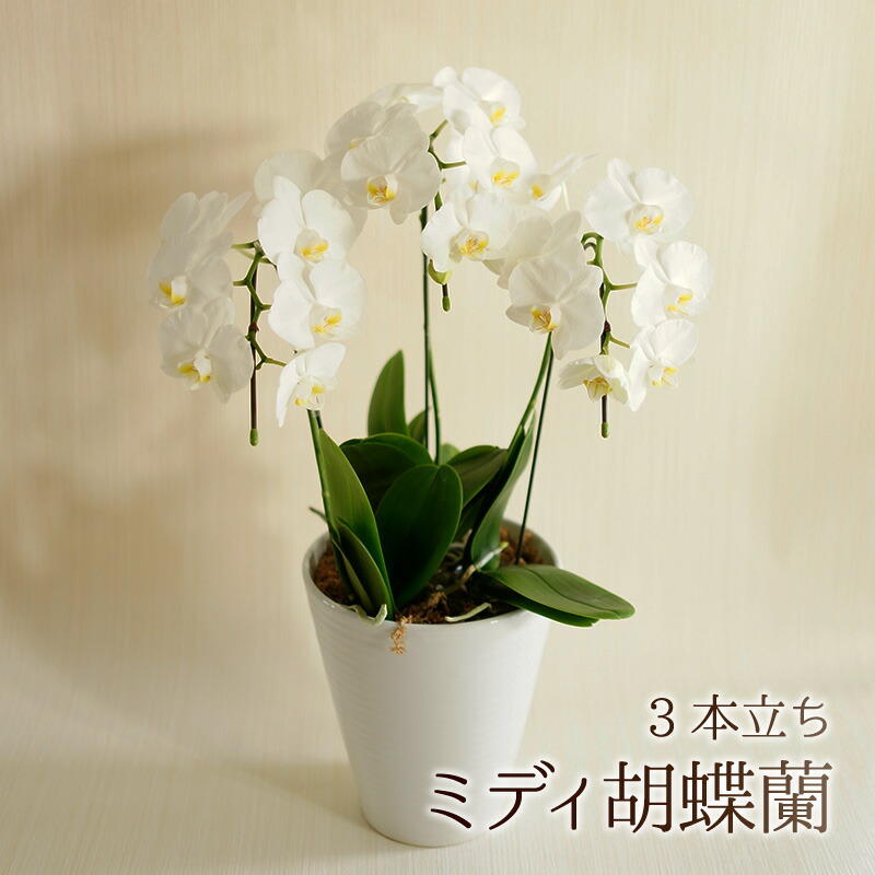 MIDI夢見鳥蘭三本立ち【MIDI ミニ 夢見鳥蘭 3本立ち コチョウラン 活け花 蘭】