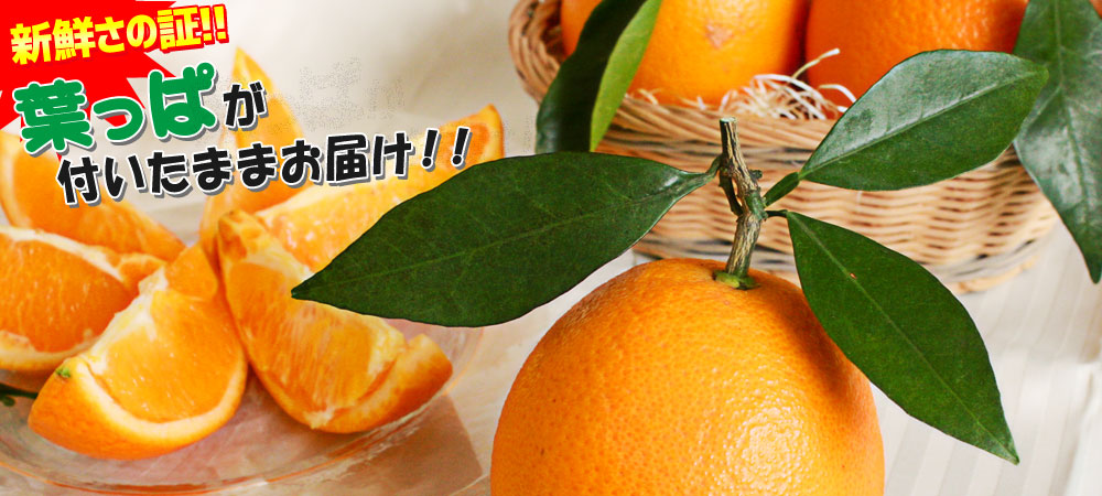 楽天市場 越冬完熟 ネーブル 送料無料 香川県産 葉付きネーブル 2 5kg 9 11玉 ダンボール梱包 当店他商品との同梱不可 オレンジ みかん ミカン 柑橘 かめあし商店