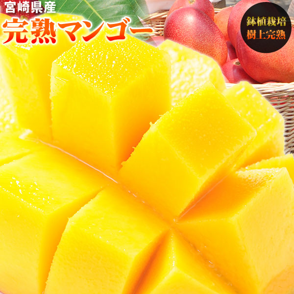 エントリーでポイント5倍 マンゴー 訳あり 送料無料 【宮崎県産 完熟マンゴー 家庭用850g以上】2玉-4玉(1玉200g以上)とろり濃厚！宮崎産 鉢植完熟マンゴーお値打ちご家庭用★[※産地直送・同梱不可・常温便・予約順発送]