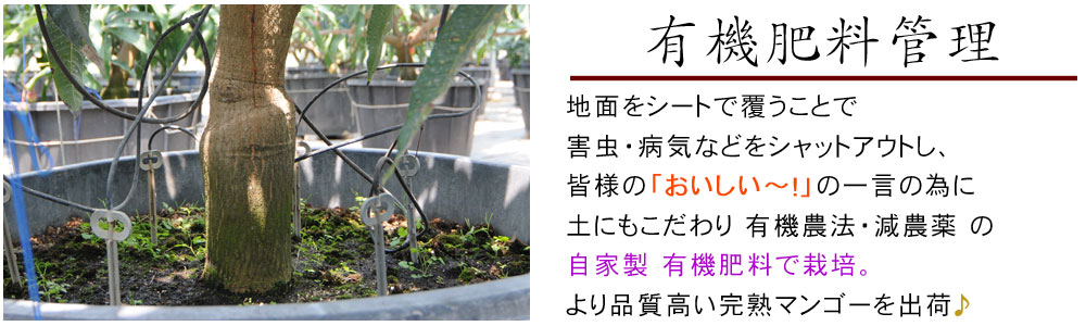 楽天市場 マンゴー 訳あり 送料無料 宮崎県産 完熟マンゴー 家庭用700g以上 2玉 4玉 1玉0g以上 とろり濃厚 宮崎産 鉢植完熟マンゴー お値打ちご家庭用 産地直送 同梱不可 常温便 予約順発送 かめあし商店