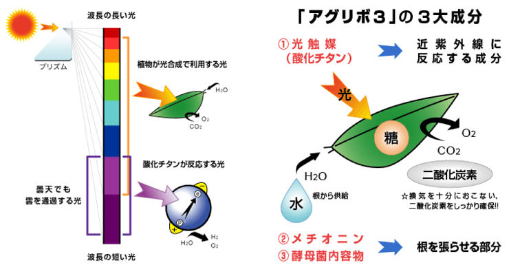 82%OFF!】 日照不足 対策 アグリボ3 300g 葉面散布 酸化チタン配合 fucoa.cl