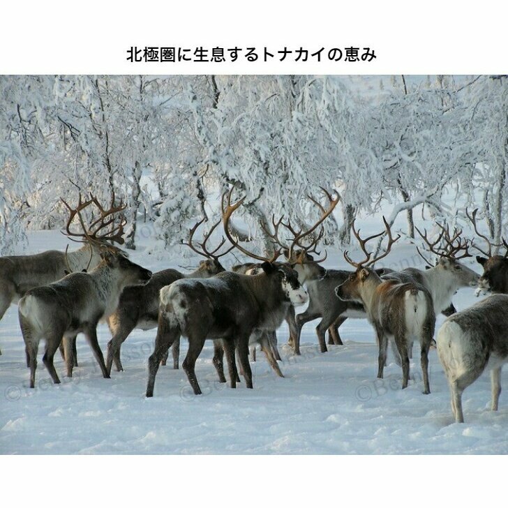 【フィンランドラップランド製】高級トナカイの毛皮レインディアハイドReindeerHideファームートンキャンプ敷物