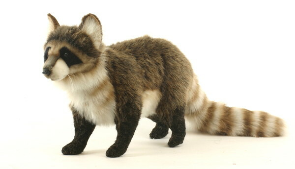 hansa raccoon