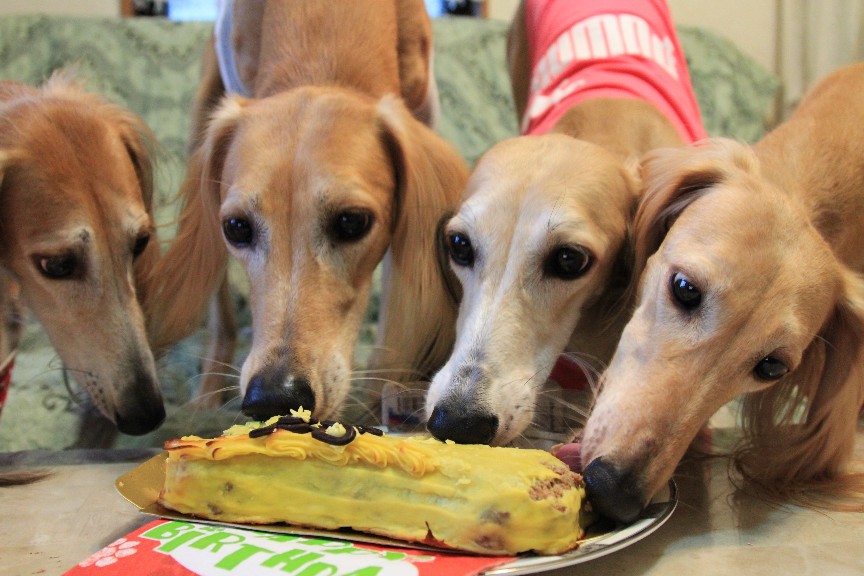 愛飼犬コスト西洋菓子 桜肉肉ローフケーキ 犬用ケーキ 犬 ケーキ 犬 生まれ落ちる太陽日 ケーキ 犬 誕辰ケーキ イヌボンネット 犬用誕生日ケーキ 虚無つけ足す 手作り Digitalland Com Br