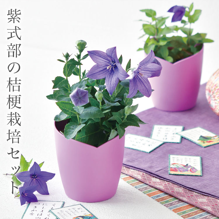 桔梗 楽天市場】2025年7月開花プレゼントに桔梗盆栽年7月開花予定