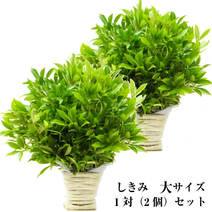 花 お供え【1対セット】しきみ・しきびのアレンジ(大) お悔やみ２個組 四十九日 一周忌 三回忌 法要 法事｜生花専門店　フラワーギフト花on