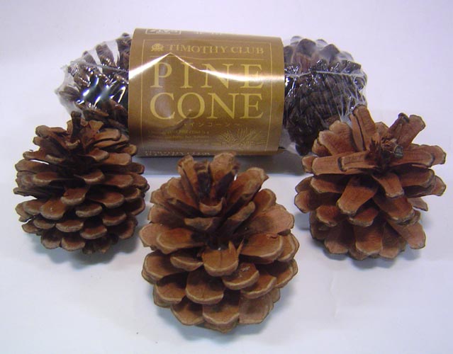 楽天市場 Kawai 松ぼっくり Pine Cone まつぼっくり ｃａｐ