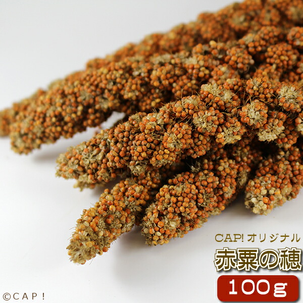 【楽天市場】CAP! 鳥の餌 賞味期限2023/8/31【熊本県産】有機JAS認定品 粟の穂 100g 2021年産 ※ろのわ黒ラベル※ : ＣＡＰ！