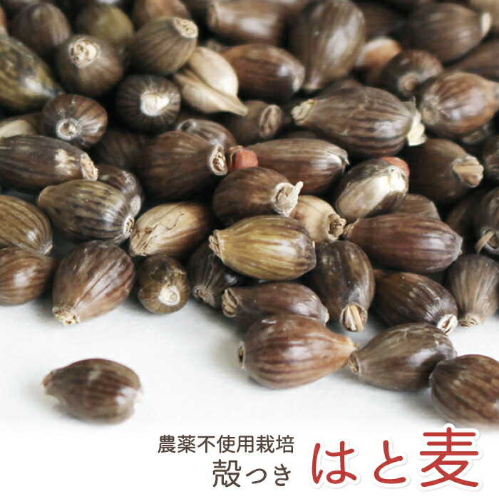 CAP! 鳥の餌 賞味期限2025/1/31【国内産】農薬不使用 ひえの穂 100g 2022年産 ☆ ＣＡＰ！