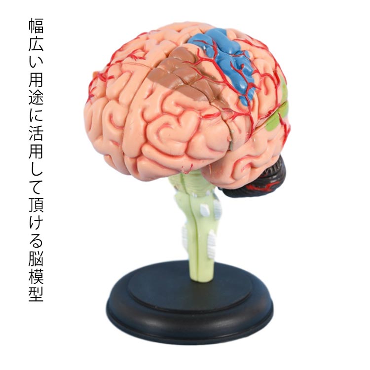 医療学習用 人体模型 看護学校 医学 授業 脳モデル 立体 脳模型 医師 医学生 解剖 脳模型 医学学校 取り外し可能 実習生 勉強 診察 研究 神経学 教材 大脳 仕組み 組立て 分解可能 頭蓋骨 4,784円