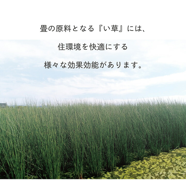 置き畳70cm琉球畳ユニット畳縁なし畳半畳正方形い草畳「無地畳」70×70cm9枚セットフローリング畳イ草ヘリ無したたみタタミ滑り止め付システム畳フロア畳ジョイントマットプレイマットベビーマット防音防寒和室洋室リビングおしゃれ