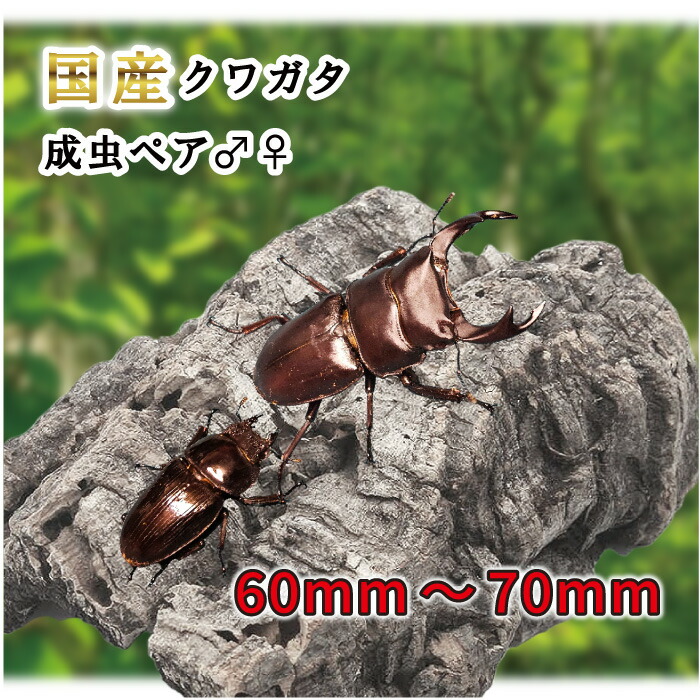オオクワガタ89.8mm 能勢産　YG血統 昆虫標本用として オオクワガタ89.8mm 能勢産 YG血統 昆虫標本用として