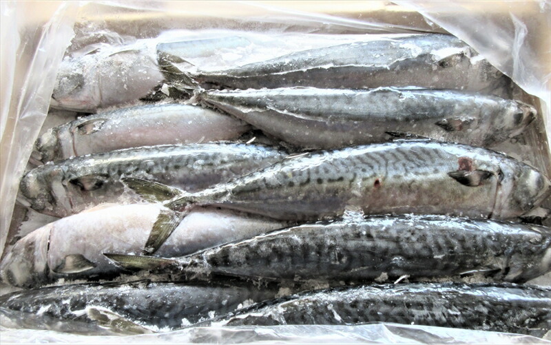 9 19 24マラソン最大10倍 5 クーポン 冷凍品 2個セット マサバ冷凍10kg箱 21年度産釣り 餌 つりえさ サバ板 決済方法 クレジットカード Applepayのみ 一回購入1個まで Theconnect Co Zw