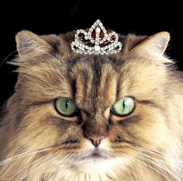 Catelier Rakuten Global Market Chestnut cat tiara