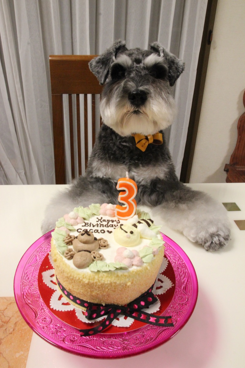 楽天市場 ｄｏｇ ｈｏｎｅｙｂｅｅ 犬用ケーキ 誕生日ケーキ わんこケーキ ドッグケーキ 犬用ケーキ ｃｅｌｅｂｗａｎｋｏ