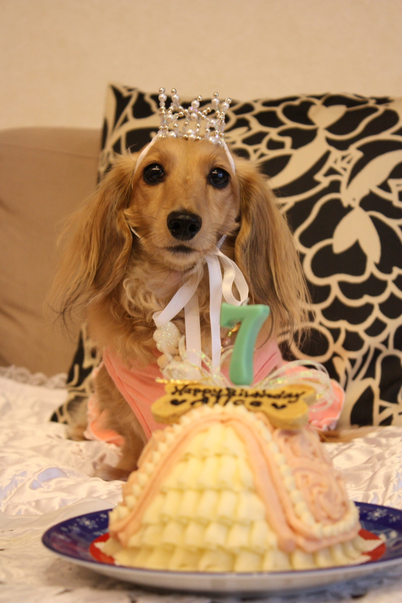 楽天市場 Principal 犬用ケーキ 犬用お誕生日ケーキ ドッグケーキ お芋 わんこケーキ 無添加 犬用ケーキ ｃｅｌｅｂｗａｎｋｏ