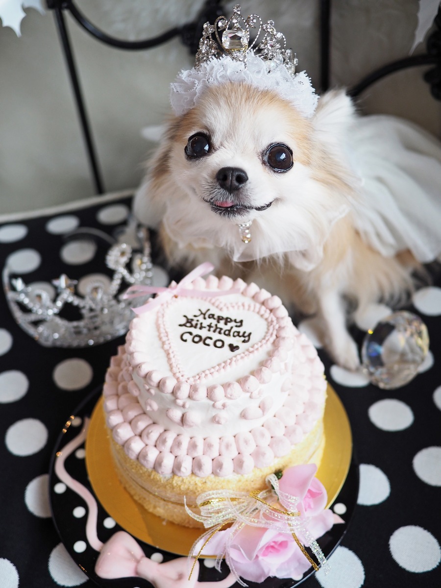 楽天市場 Prima Donna 犬用ケーキ 犬用お誕生日ケーキ ドッグケーキ わんこケーキ 犬用ケーキ ｃｅｌｅｂｗａｎｋｏ