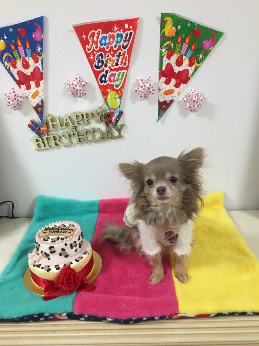 楽天市場 Royal Leopard 犬用ケーキ 犬用お誕生日ケーキ ドッグケーキ わんこケーキ 犬用ケーキ ｃｅｌｅｂｗａｎｋｏ