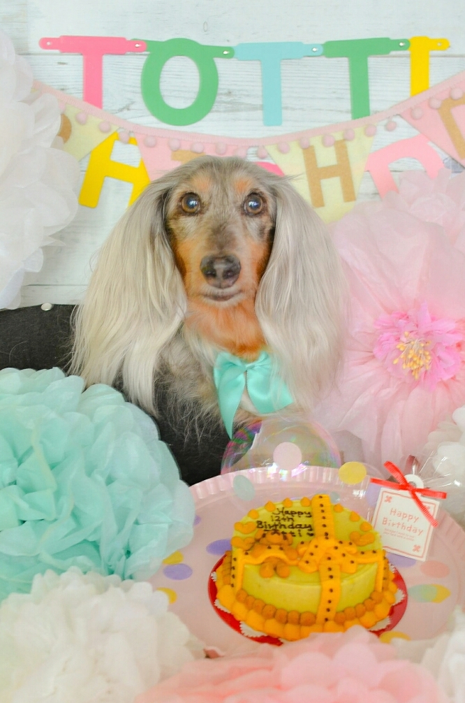 楽天市場 Giftbox With Kuma 犬用ケーキ 犬用お誕生日ケーキ ドッグケーキ お芋 わんこケーキ 無添加 セレブワンコ 犬用ケーキ ｃｅｌｅｂｗａｎｋｏ