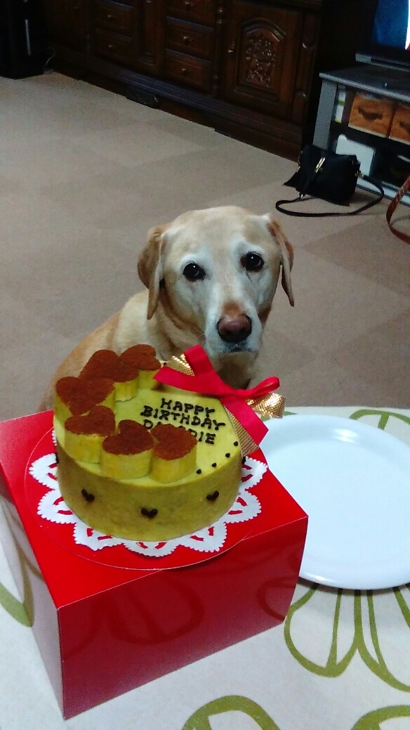 楽天市場 おいもちゃん 犬用ケーキ 犬用お誕生日ケーキ ドッグケーキ お芋 わんこケーキ 無添加 犬用ケーキ ｃｅｌｅｂｗａｎｋｏ