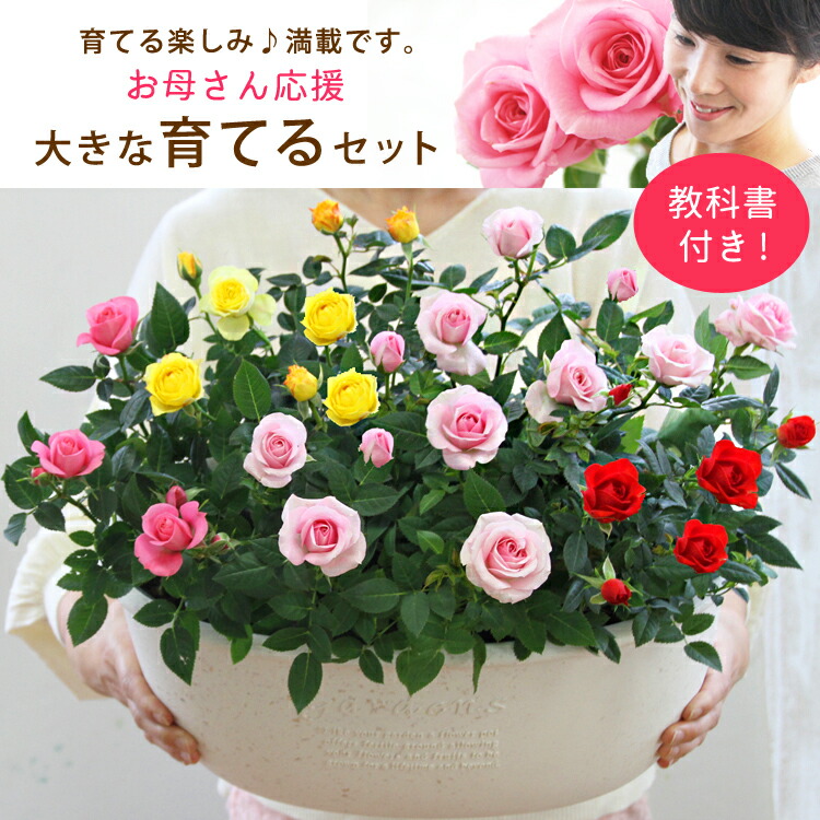 楽天市場 母の日 天皇杯受賞 エコロ スクエア ナチュラル 丁寧な植え込み 感謝の気持ちを届けるバラの鉢植え 花色指定 5月8日 母の日ギフト プレゼント 嬉しい フラワーギフト 花 鉢花 四季咲き 生花 バラ ミニバラ 専門店 鉢植え ミニバラ専門店 セントラルローズ