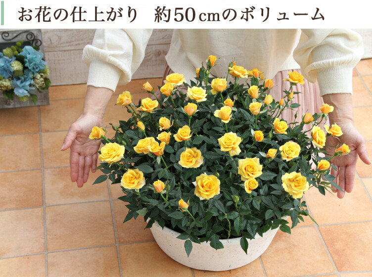 専門ストアーのバラの鉢植え 貨物輸送無料 エコロ見事 約50センチのおっきい凄烈 生まれでる昼差し上物 嫁入り上書日 夫人 誕生日 御っ母 祖母様 到来物 お花 還暦祝賀会 生花 退職祝い 男性 生みの親 定年 送別式 結婚 お祝い 御内室 鉢植え 寄植え 建築祝い 花鉢 バラ