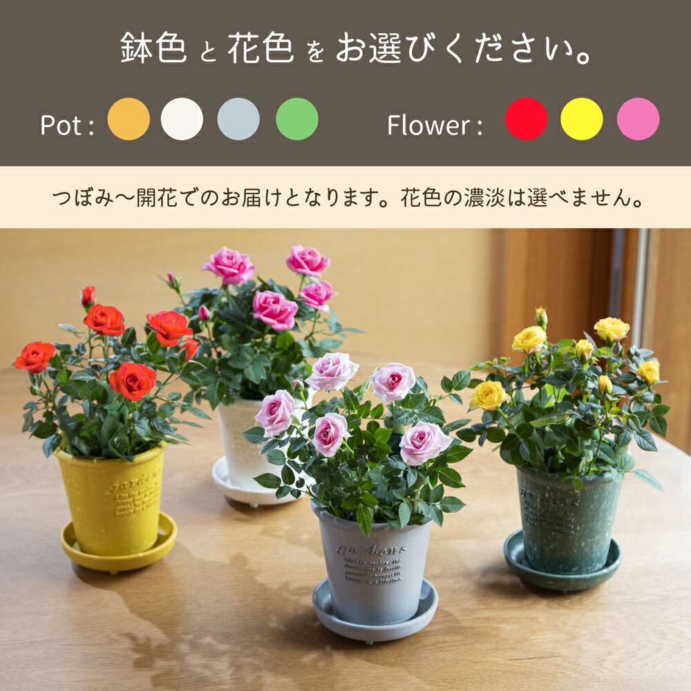 楽天市場 バラとくまセット 生花 菓子 ギフト バラ プレゼント 花 女性 母 入卒園 お祝い 退職祝い 送別会 お花 誕生日 お礼 ベアー くま お誕生日 ミニバラ専門店 セントラルローズ