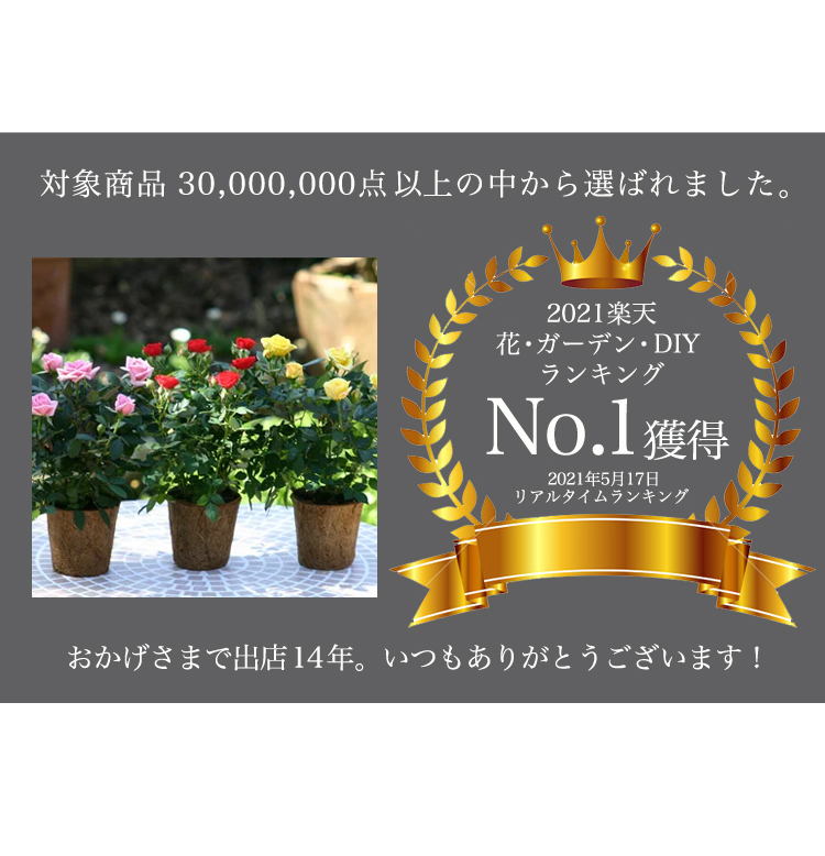 楽天市場 ご予約商品 送料無料 自然にやさしい ミニバラ3鉢セット お母さん 庭のお手入れ 花苗 花 贈り物 苗物 寄せ植え フラワー 福袋 花壇 花 送料無料 花 誕生日プレゼント 庭 手入れ 苗セット 初心者 安心 ミニバラ専門店 セントラルローズ