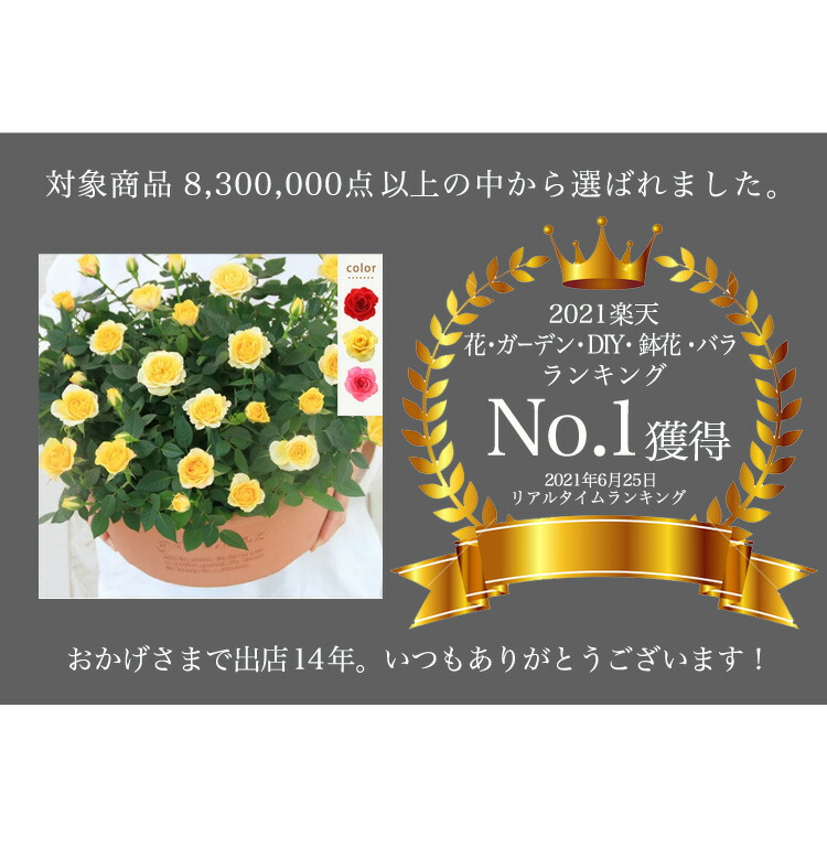 おトク】 専門店のバラの鉢植え 花色が選べる 送料無料 エコロ フィールド 誕生日プレゼント 結婚記念日 女性 誕生日 母 祖母 ギフト 花 還暦祝い  生花 退職祝い 男性 父 定年 送別会 結婚 お祝い 妻 鉢植え 寄植え 新築祝い 四季咲き 花鉢 ミニバラ www.okayama-keiei.jp