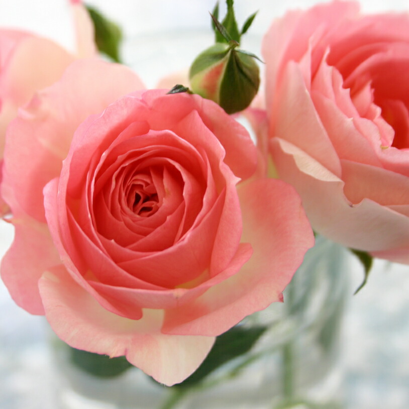 楽天市場 チュチュ オプティマ 3 5号 ミニバラ苗 バラ苗 花壇 花 バラ 薔薇 ミニバラ 種類 ガーデニング ミニバラ専門店 セントラルローズ