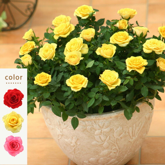 専門店のバラの鉢植え 花色が選べる シュガー 花鉢 花 男性 結婚記念日 ギフト 母 四季咲き 誕生日 バラ 定年 寄植え 父 お祝い 祖母 鉢植え 女性 退職祝い 生花 結婚 誕生日プレゼント 還暦祝い 送別会 ミニバラ 新築祝い ボウル 妻