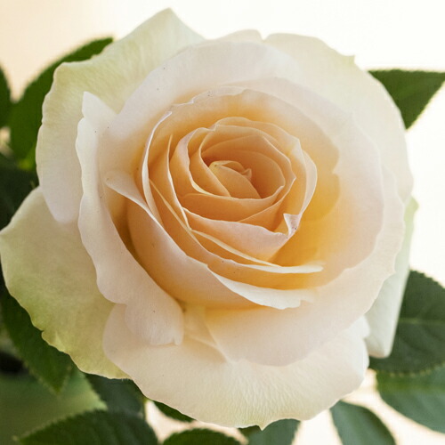 楽天市場 ミニバラ 大輪系 サンドバンクスサンセット フォーエバー 4号 ミニバラ苗 バラ苗 花壇 花 バラ 薔薇 ミニバラ 種類 ガーデニング ミニバラ専門店 セントラルローズ